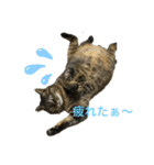 我が家のゆかいな猫たち（個別スタンプ：11）