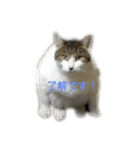 我が家のゆかいな猫たち（個別スタンプ：12）
