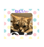 我が家のゆかいな猫たち（個別スタンプ：13）