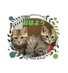 我が家のゆかいな猫たち（個別スタンプ：14）