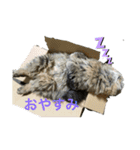 我が家のゆかいな猫たち（個別スタンプ：15）
