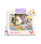 我が家のゆかいな猫たち（個別スタンプ：16）