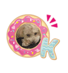 我が家のまろくんだ（個別スタンプ：1）