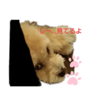 我が家のまろくんだ（個別スタンプ：3）