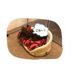 GO！！ GO！！ ココナさん！（個別スタンプ：17）