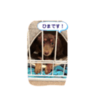 GO！！ GO！！ ココナさん！（個別スタンプ：25）