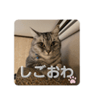 うちのレオンくん②（個別スタンプ：9）