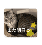 うちのレオンくん②（個別スタンプ：10）