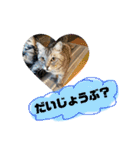 うちのレオンくん②（個別スタンプ：11）