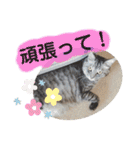 うちのレオンくん②（個別スタンプ：16）