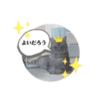 うちのレオンくん②（個別スタンプ：19）