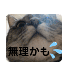 うちのレオンくん②（個別スタンプ：20）