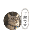 うちのレオンくん②（個別スタンプ：27）