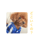 犬の気持ち(？)（個別スタンプ：1）