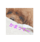 犬の気持ち(？)（個別スタンプ：2）