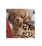 犬の気持ち(？)（個別スタンプ：3）