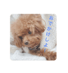 犬の気持ち(？)（個別スタンプ：5）