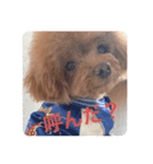 犬の気持ち(？)（個別スタンプ：6）
