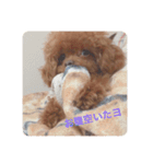 犬の気持ち(？)（個別スタンプ：8）