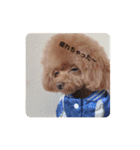 犬の気持ち(？)（個別スタンプ：10）