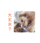 犬の気持ち(？)（個別スタンプ：11）