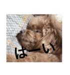 犬の気持ち(？)（個別スタンプ：12）
