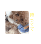 犬の気持ち(？)（個別スタンプ：13）
