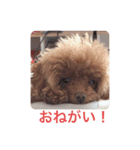 犬の気持ち(？)（個別スタンプ：14）