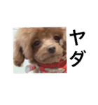 犬の気持ち(？)（個別スタンプ：15）