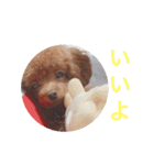 犬の気持ち(？)（個別スタンプ：16）