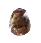 ハムスターのモモちゃんスタンプ（個別スタンプ：8）