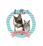 愛猫ラッキー＆エリー Vol.2（個別スタンプ：1）