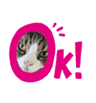 愛猫ラッキー＆エリー Vol.2（個別スタンプ：7）