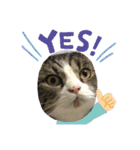 愛猫ラッキー＆エリー Vol.2（個別スタンプ：8）