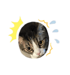 愛猫ラッキー＆エリー Vol.2（個別スタンプ：12）