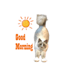 愛猫ラッキー＆エリー Vol.2（個別スタンプ：17）