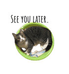 愛猫ラッキー＆エリー Vol.2（個別スタンプ：19）