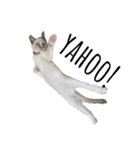 愛猫ラッキー＆エリー Vol.2（個別スタンプ：26）