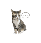 愛猫ラッキー＆エリー Vol.2（個別スタンプ：30）