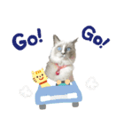 愛猫ラッキー＆エリー Vol.2（個別スタンプ：33）