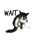 愛猫ラッキー＆エリー Vol.2（個別スタンプ：34）