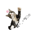 愛猫ラッキー＆エリー Vol.2（個別スタンプ：35）