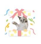 愛猫ラッキー＆エリー Vol.2（個別スタンプ：36）
