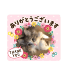 ウチのマリーたん≦^•ᴥ•^≧②（個別スタンプ：8）