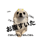 ろんちゃん1（個別スタンプ：1）