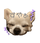 ろんちゃん1（個別スタンプ：4）