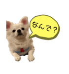 ろんちゃん1（個別スタンプ：6）