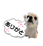 ろんちゃん1（個別スタンプ：8）