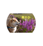 柴犬  ゆずのひと時（個別スタンプ：1）