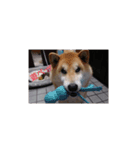 柴犬  ゆずのひと時（個別スタンプ：2）